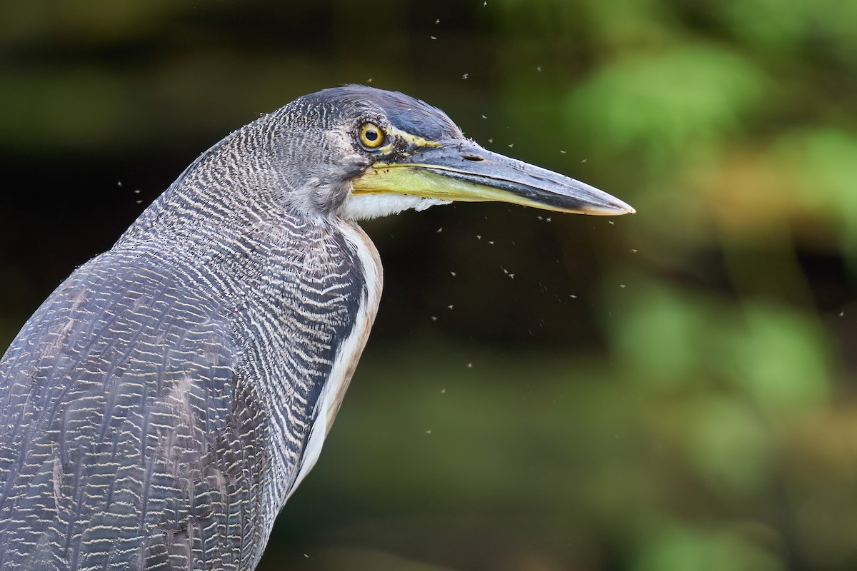 Fasciated Tiger-Heron - ML615699476