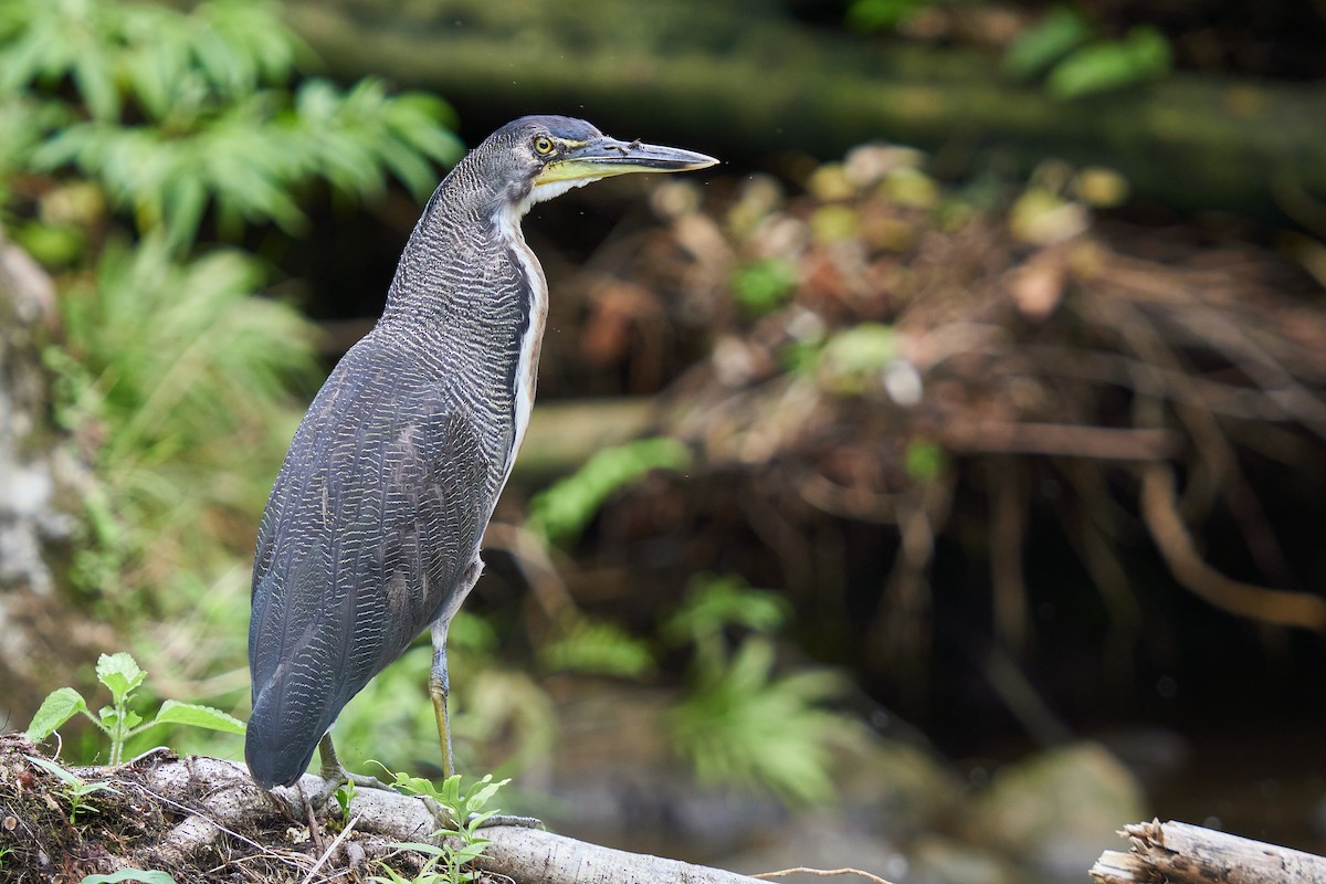 Fasciated Tiger-Heron - ML615699477