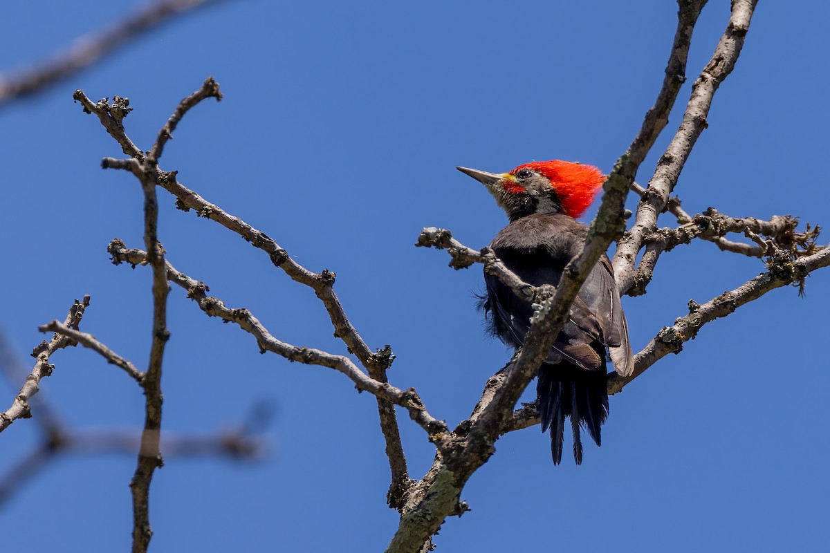 Black-bodied Woodpecker - ML615699488