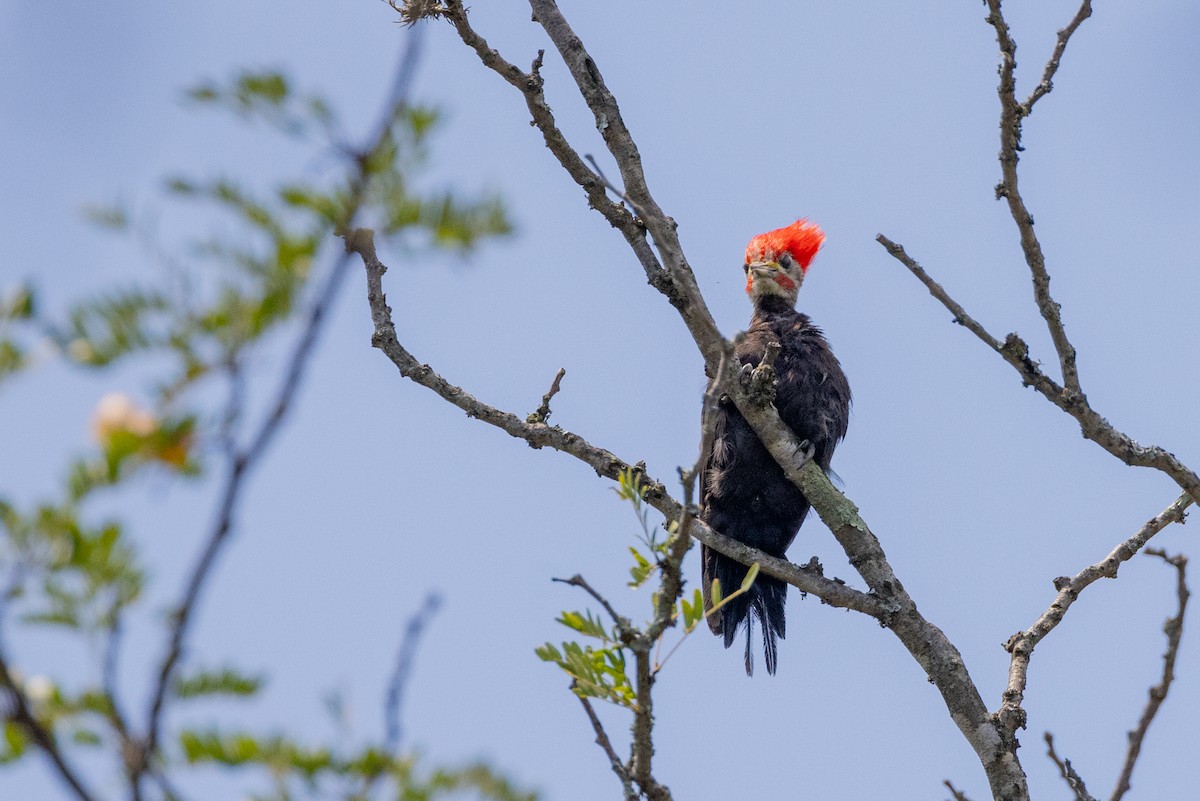 Black-bodied Woodpecker - Charlie Bostwick