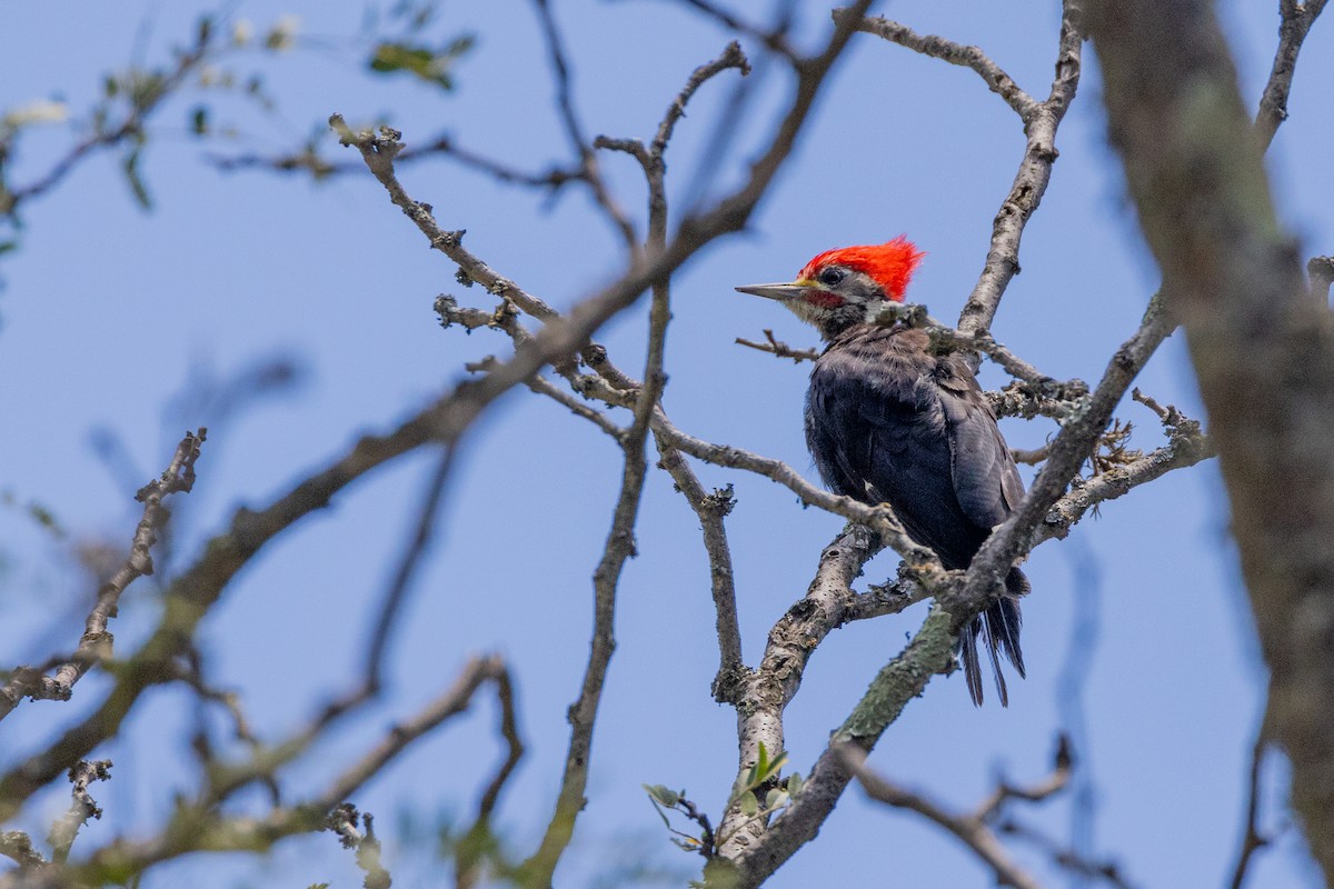 Black-bodied Woodpecker - Charlie Bostwick