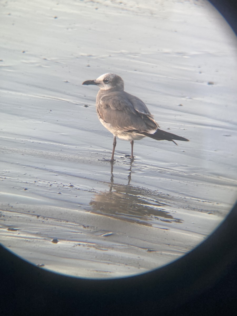 Mouette atricille - ML615699533