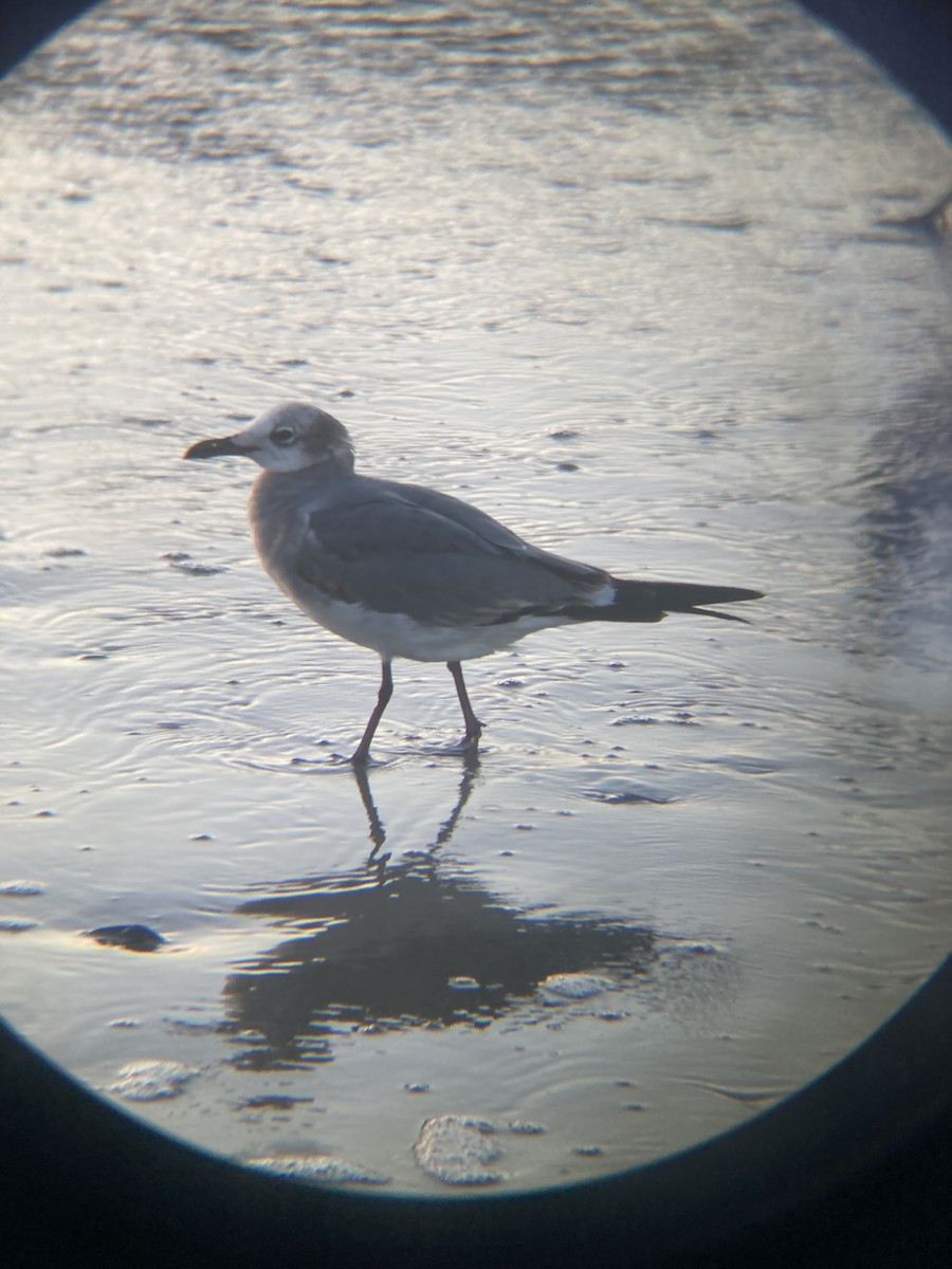 Mouette atricille - ML615699535