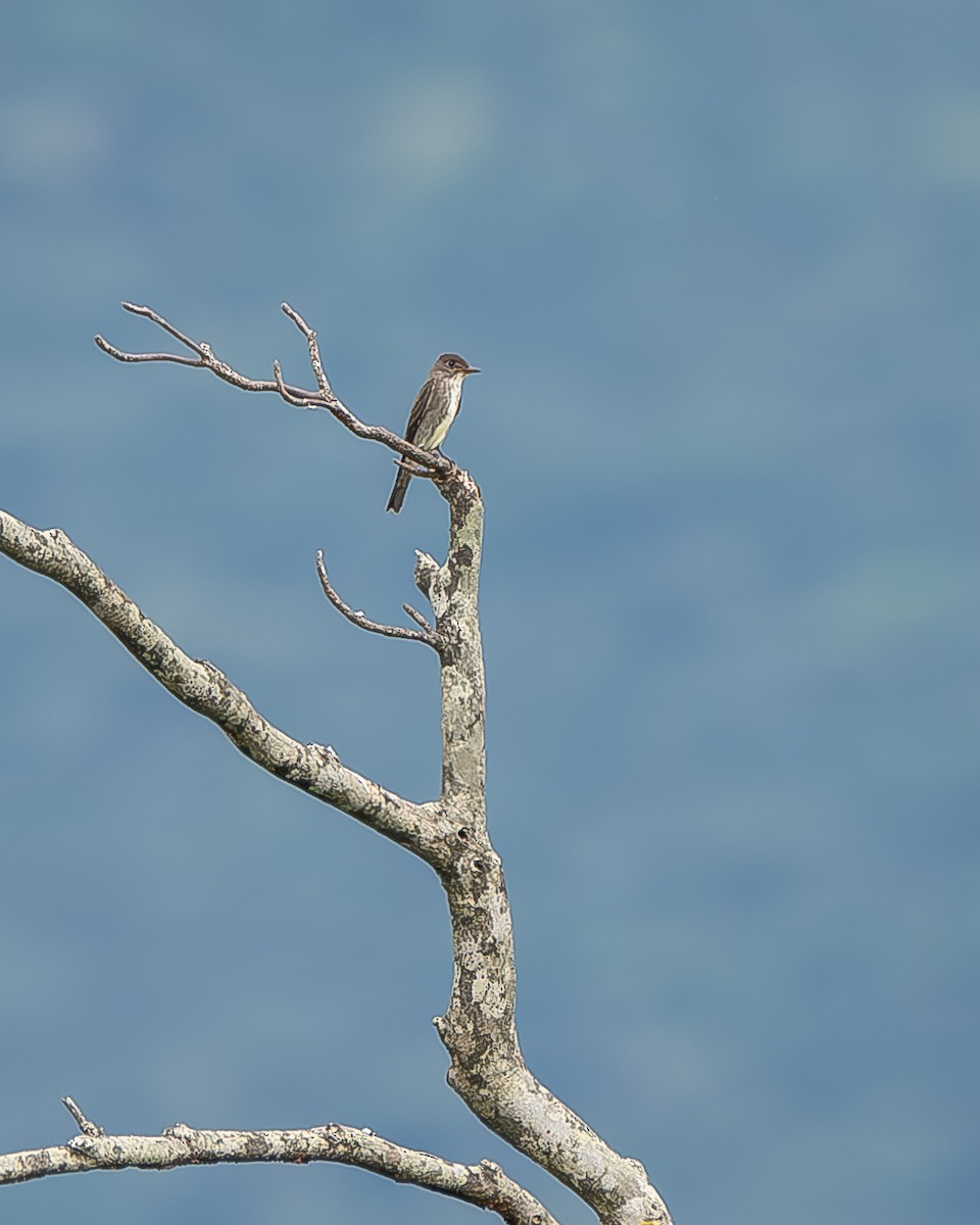 Olive-sided Flycatcher - Ricardo Rojas Arguedas