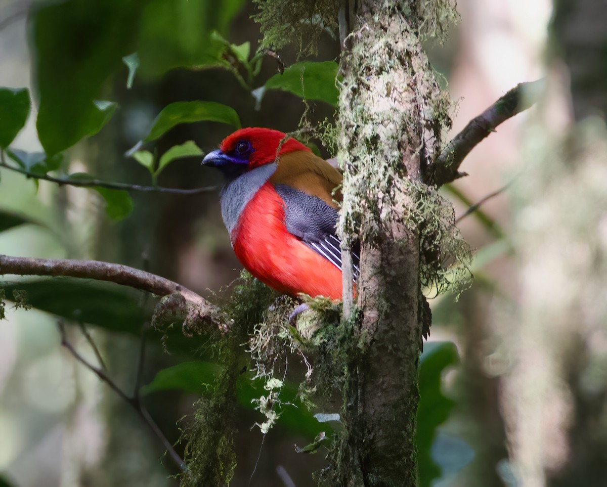 Whitehead's Trogon - ML615699559