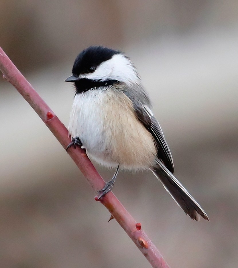 Mésange à tête noire - ML615699569