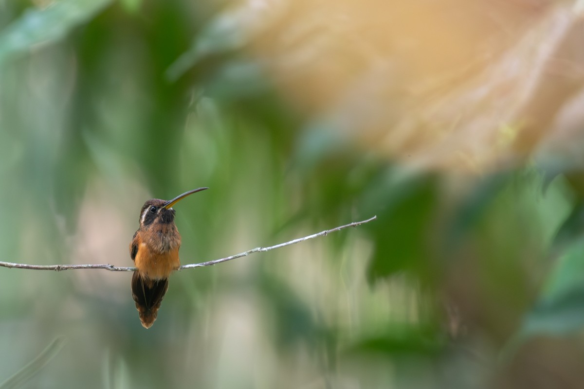 Речной колибри-отшельник - ML615699608