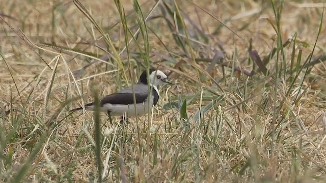 White-fronted Chat - ML615699616