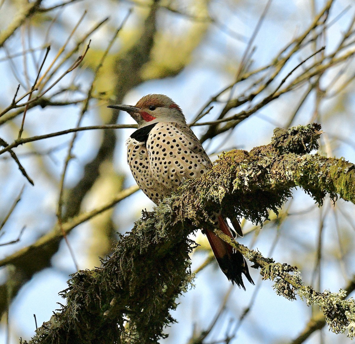 Northern Flicker (Red-shafted) - ML615699623