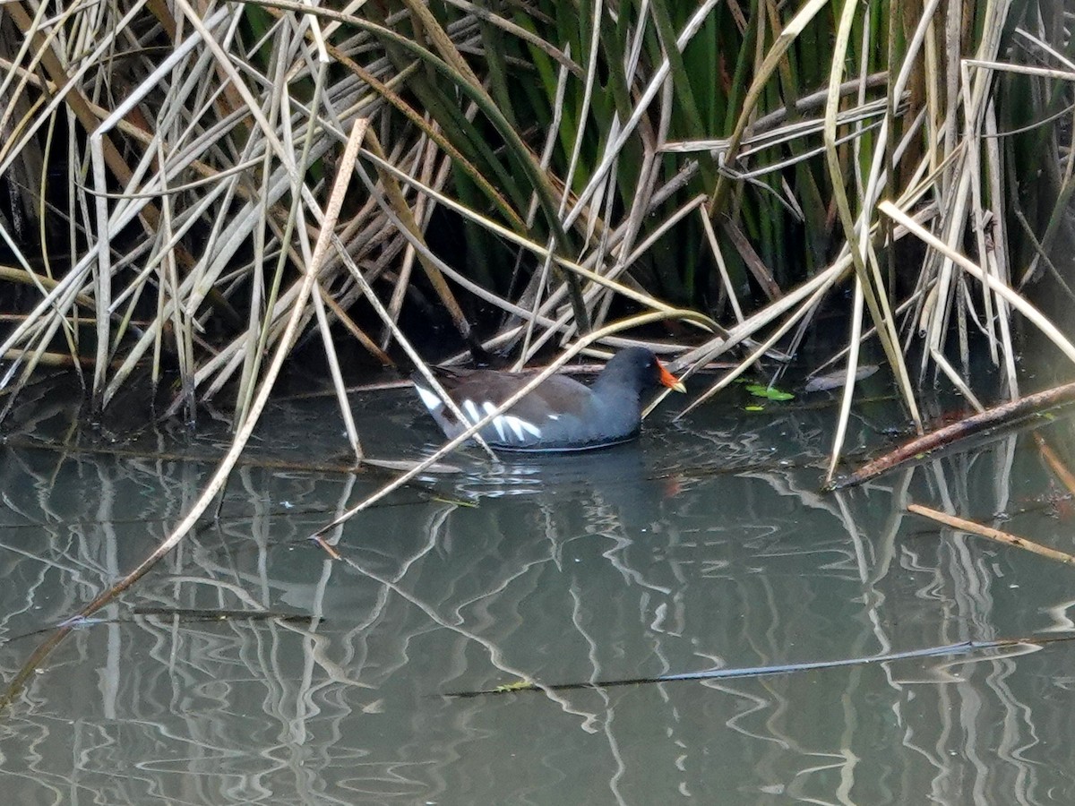 Common Gallinule - Norman Uyeda