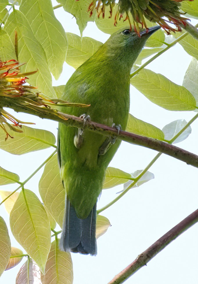 Blue-winged Leafbird - DAB DAB