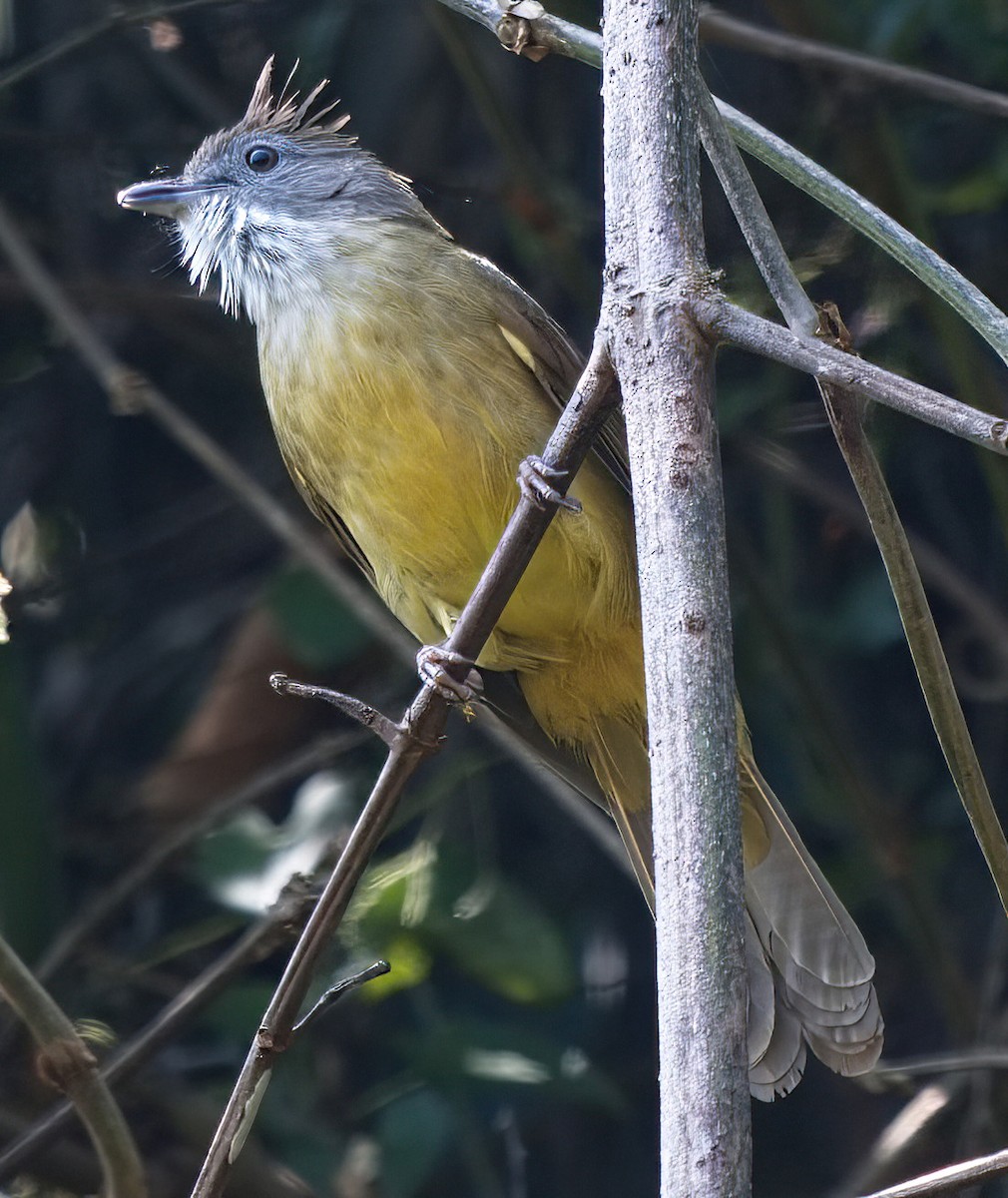 Puff-throated Bulbul - ML615699711