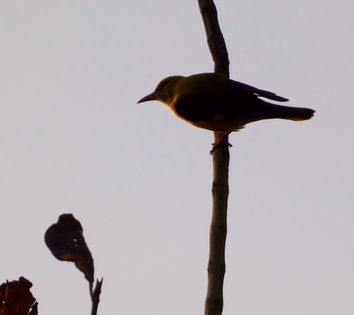 Indian Golden Oriole - ML615699721