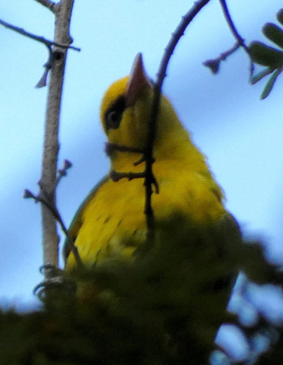 Indian Golden Oriole - ML615699722