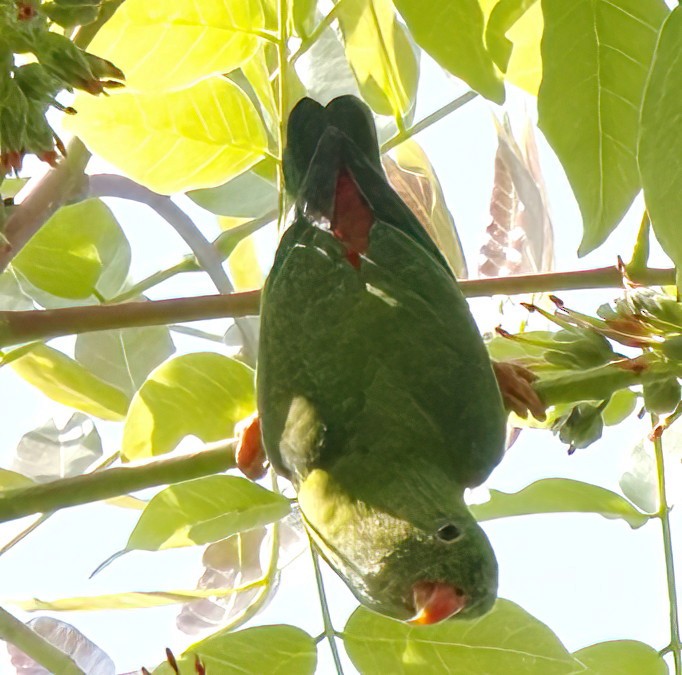 Vernal Hanging-Parrot - ML615699734