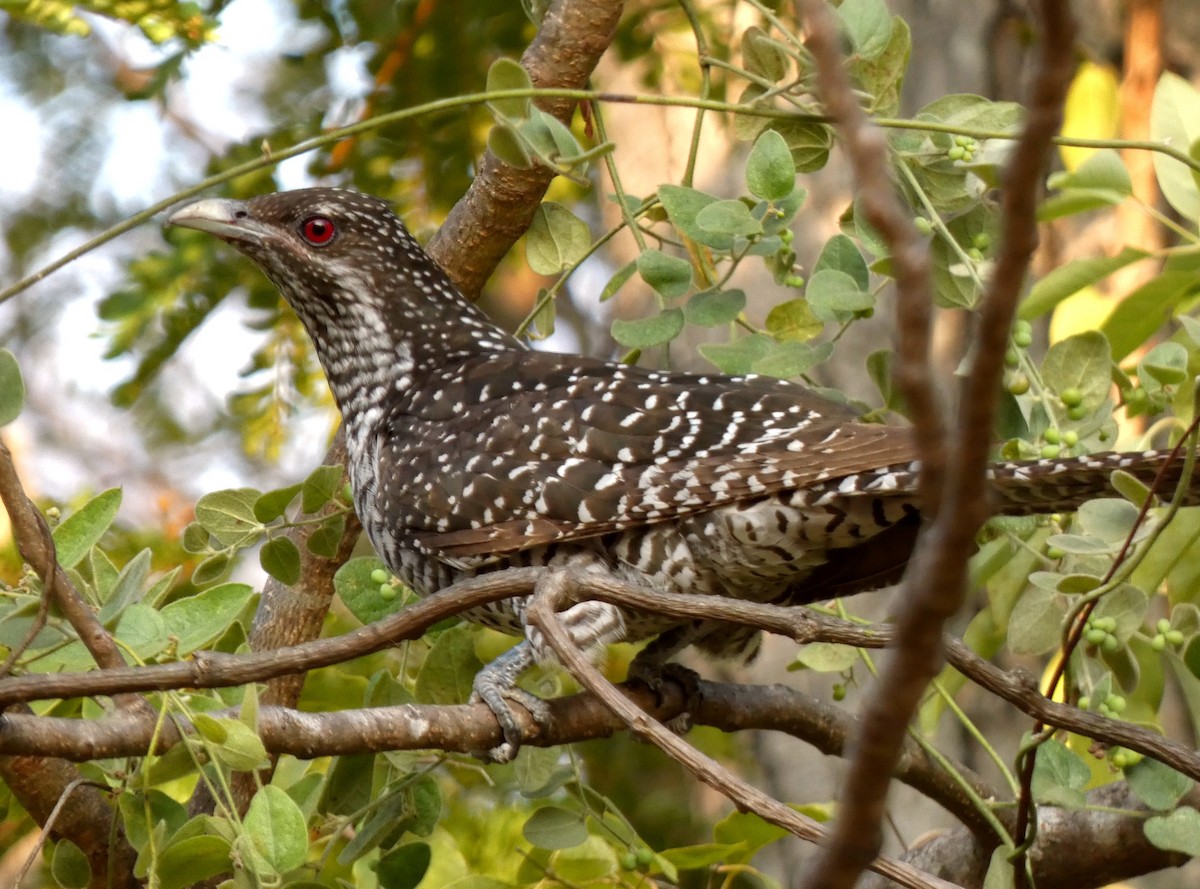 Asian Koel - ML615699738