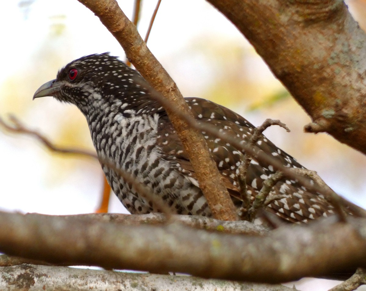 Asian Koel - Santharam V