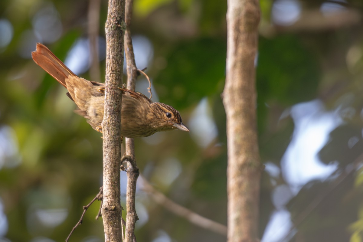 Chestnut-winged Hookbill - Victor Castanho