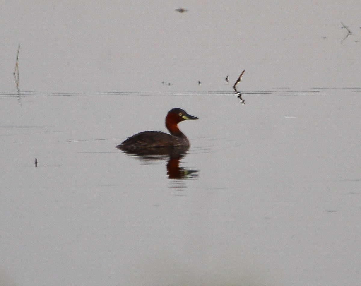 Little Grebe - ML615699764