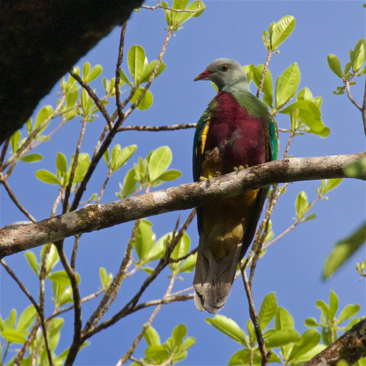 Wompoo Fruit-Dove - ML615699828