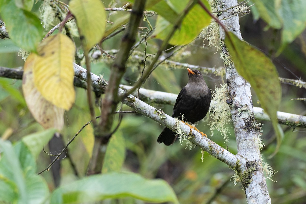 Island Thrush (Apo) - ML615699834