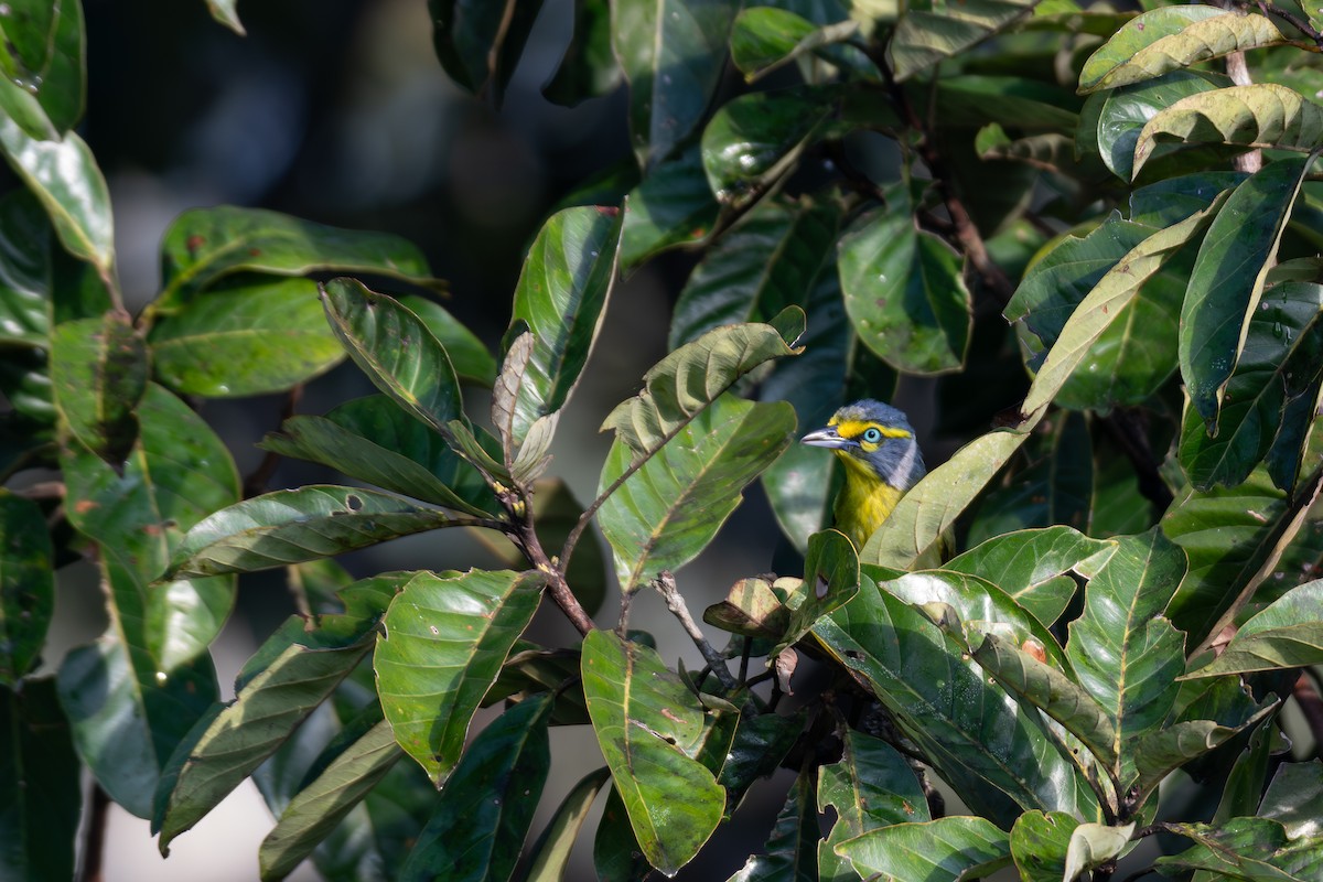 Slaty-capped Shrike-Vireo - ML615699864