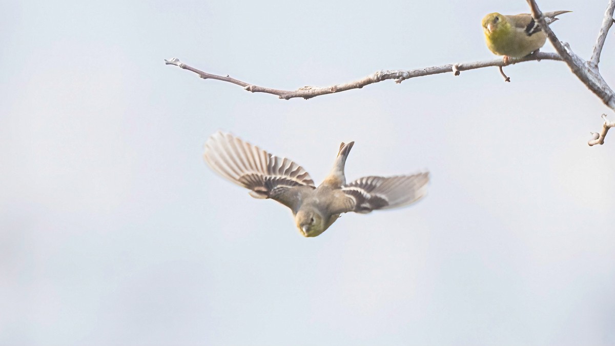 American Goldfinch - chef Ito