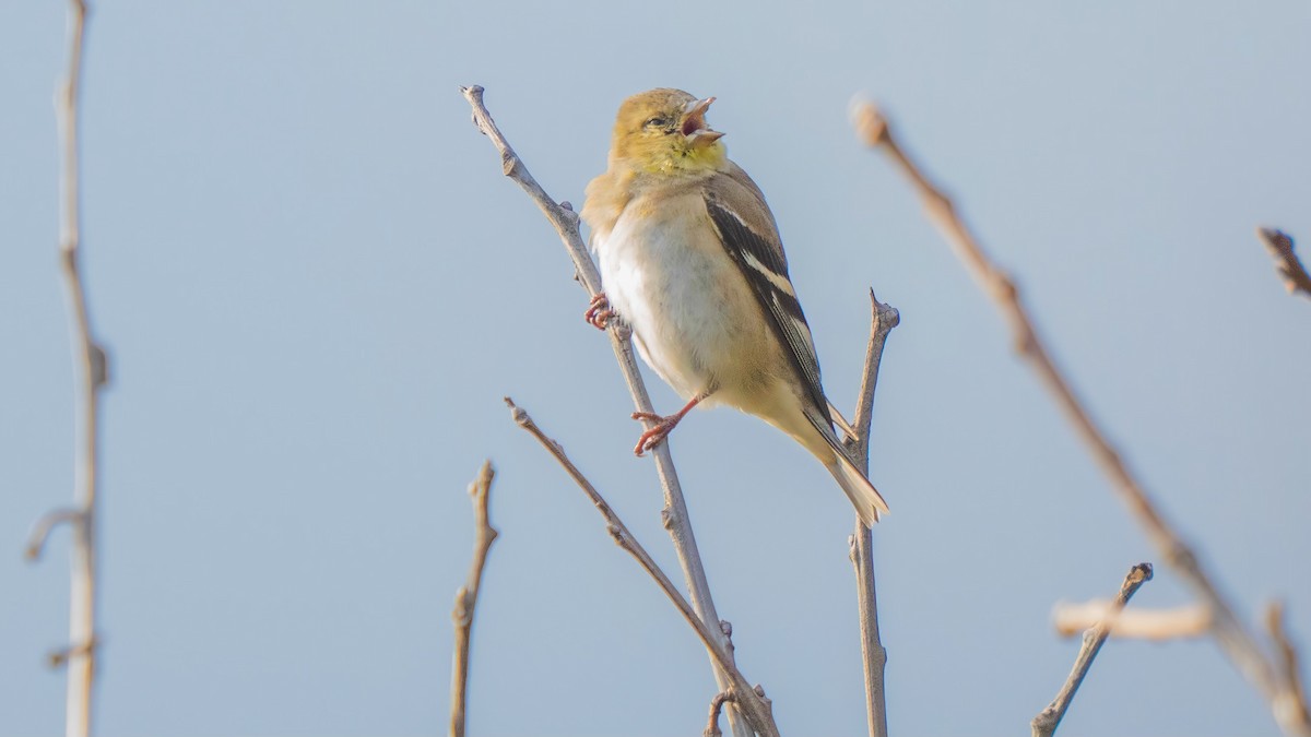 American Goldfinch - ML615699884