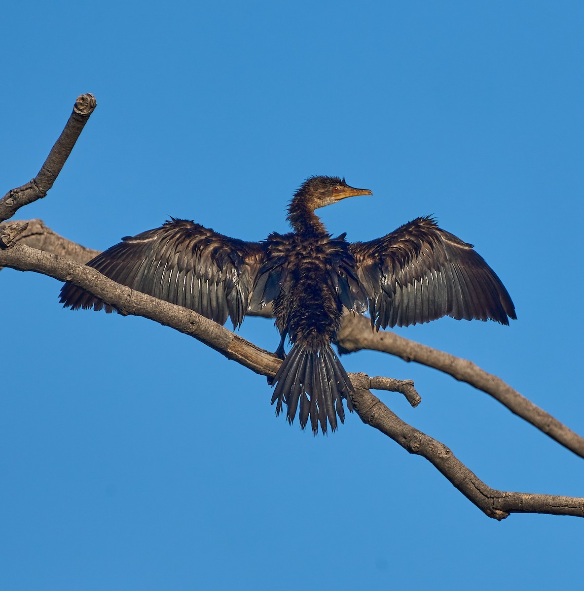 Long-tailed Cormorant - ML615699892