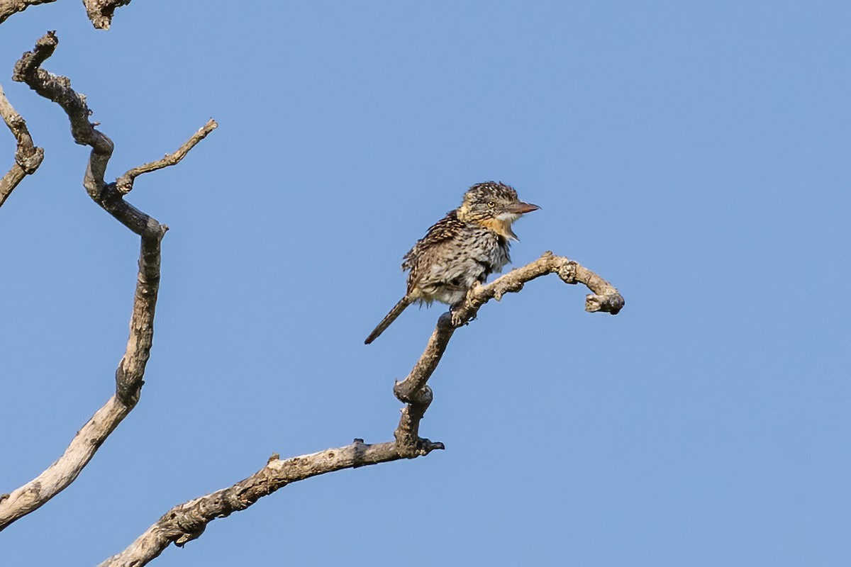 Spot-backed Puffbird (Chaco) - ML615699924