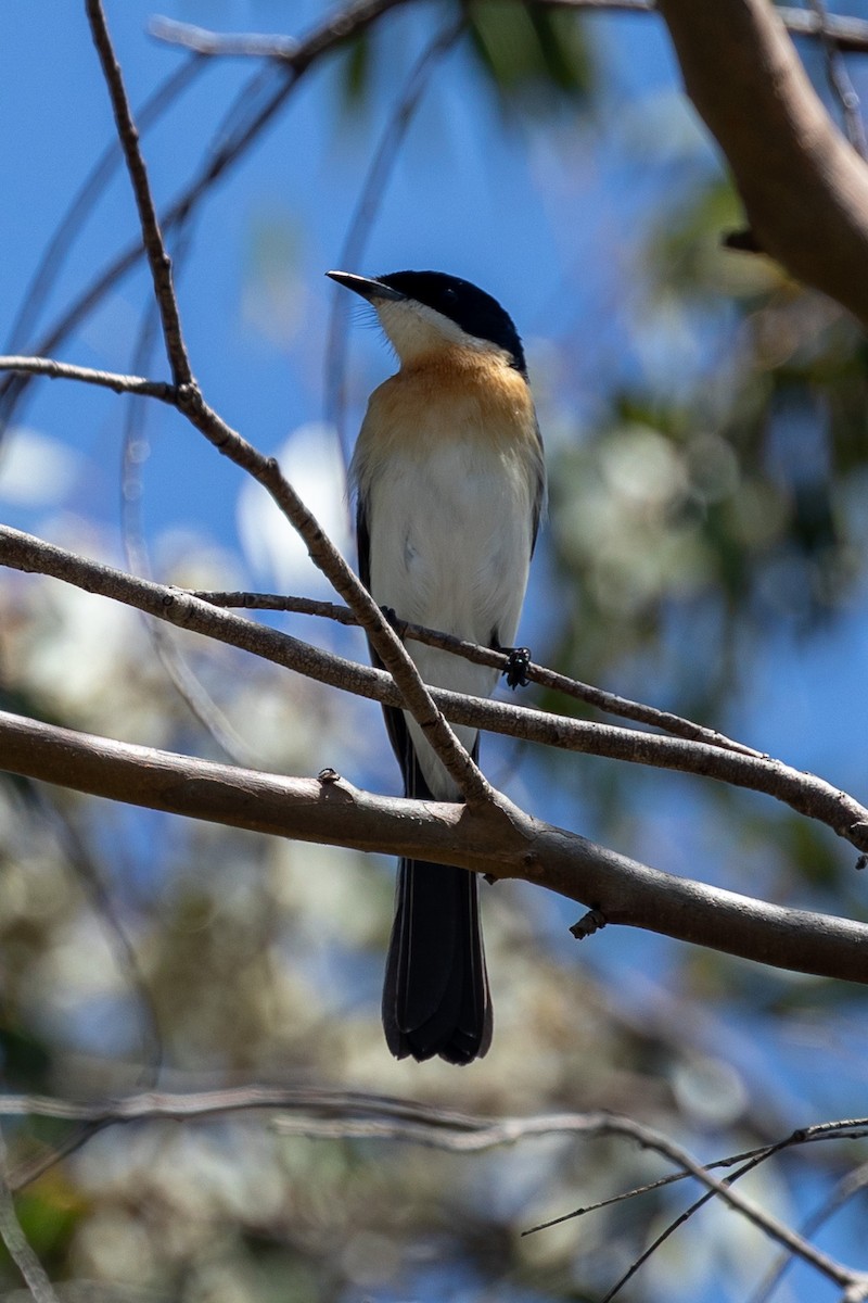 Restless Flycatcher - ML615699936