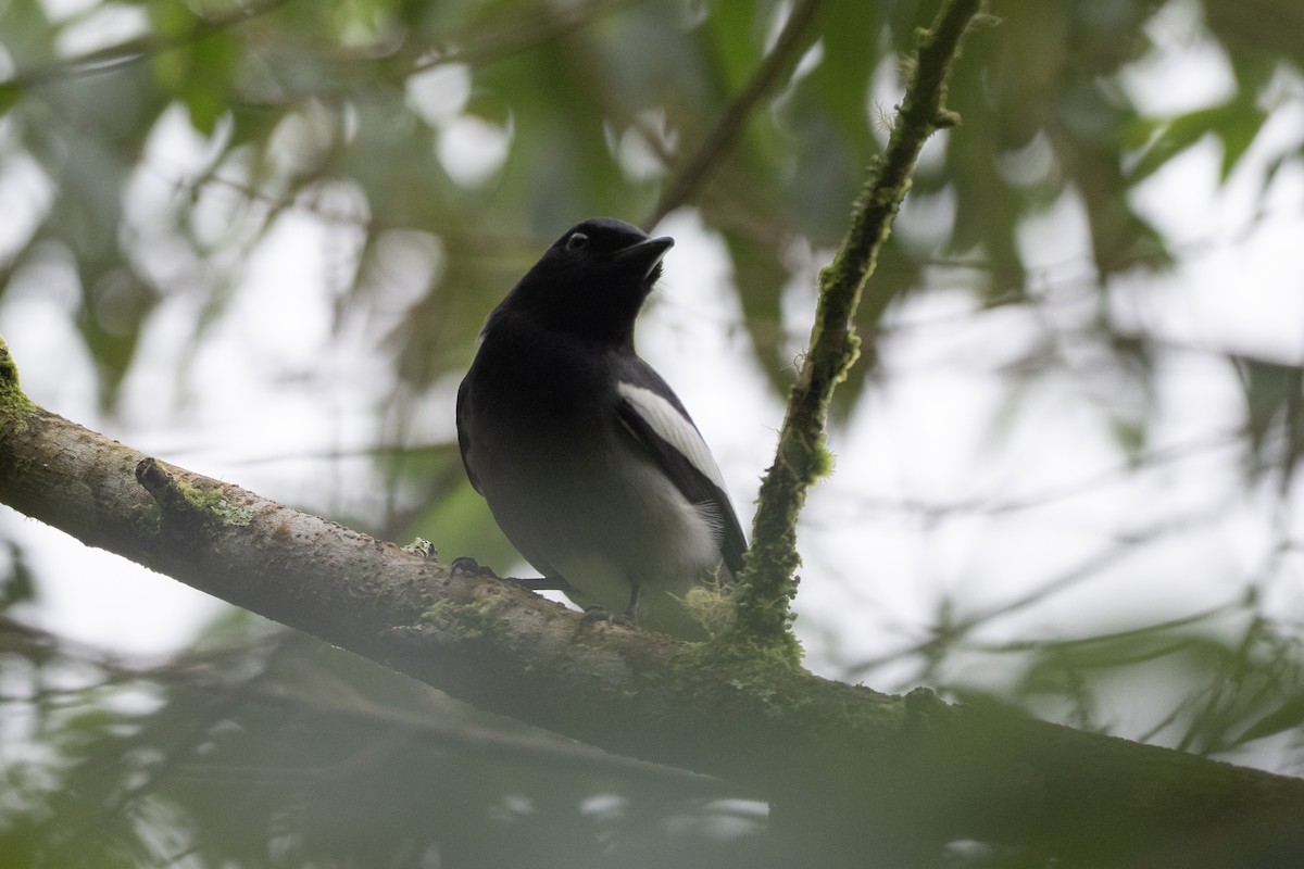 McGregor's Cuckooshrike - ML615699938