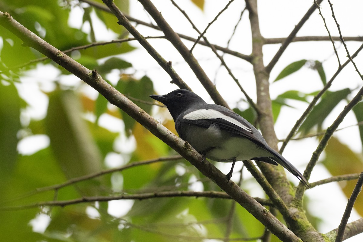 McGregor's Cuckooshrike - ML615699939