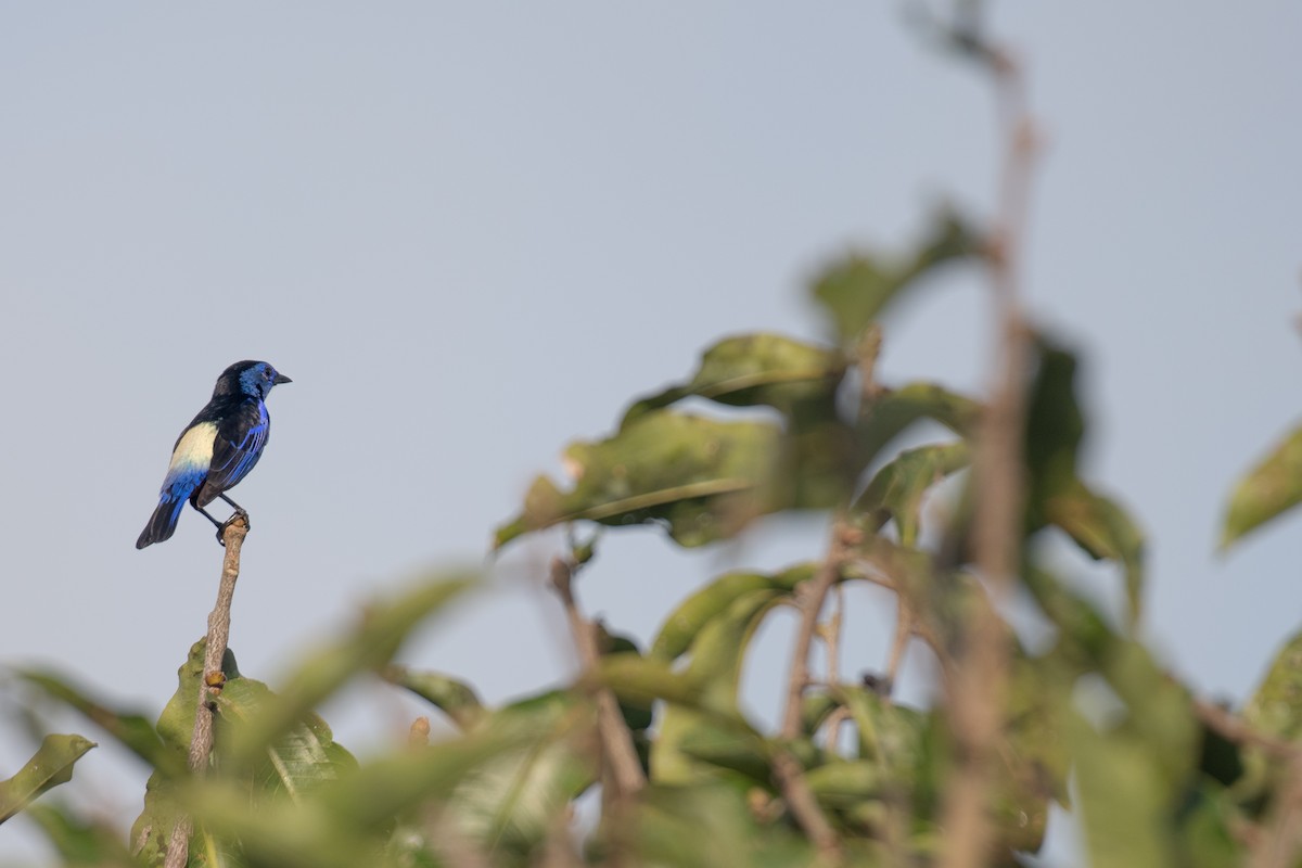 Opal-rumped Tanager (Opal-rumped) - ML615699957