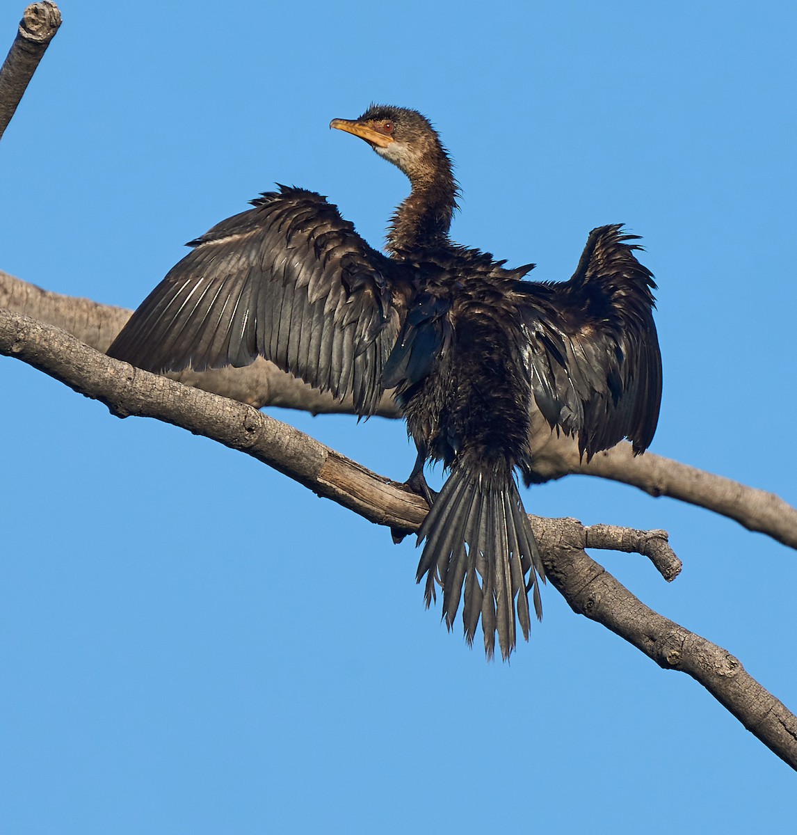 Long-tailed Cormorant - ML615699995