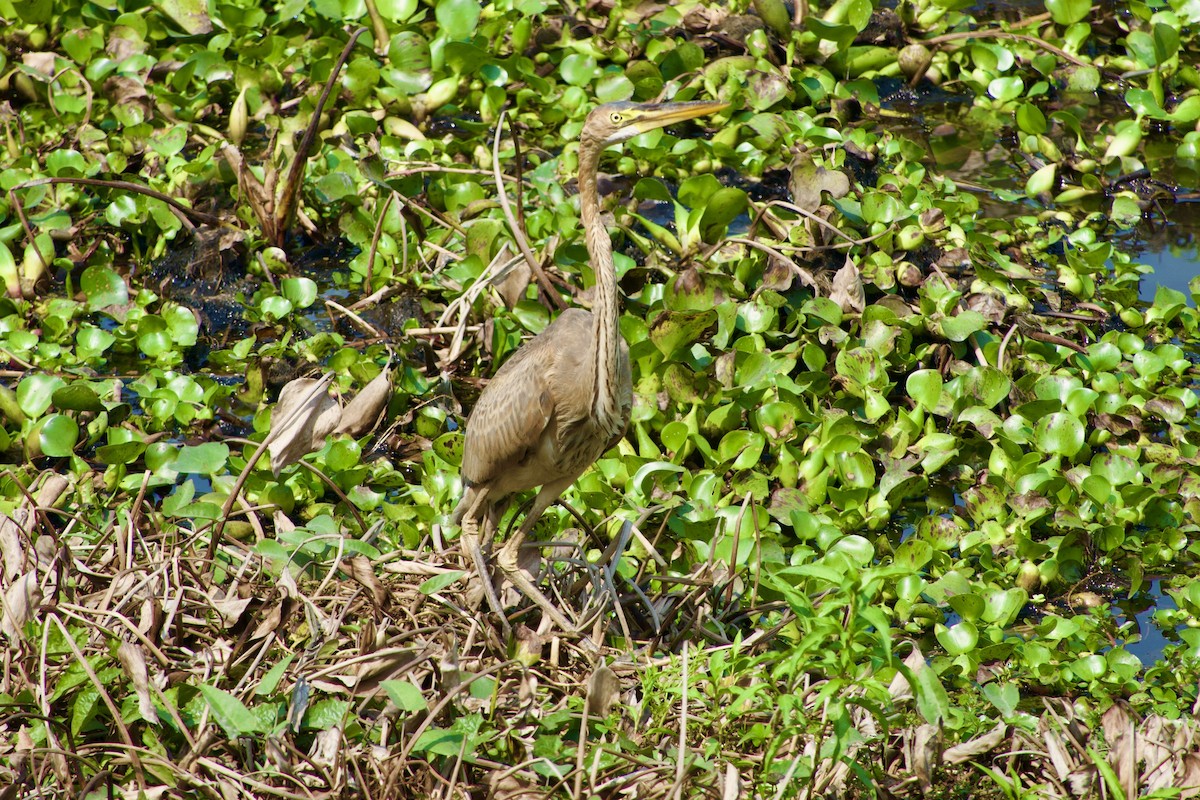 Purple Heron - ML615700029