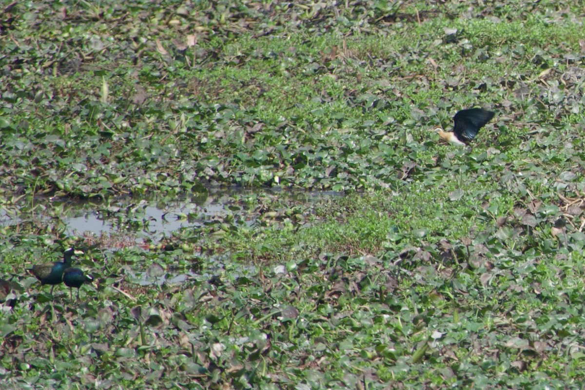 Bronze-winged Jacana - ML615700032