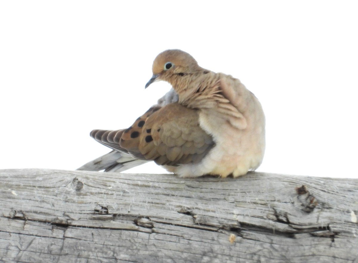 Mourning Dove - ML615700037