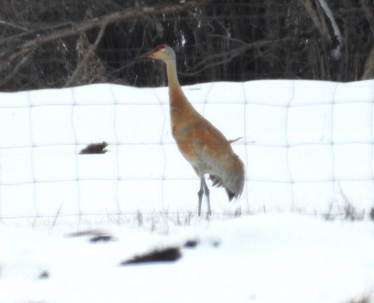 Sandhill Crane - Lauri Taylor