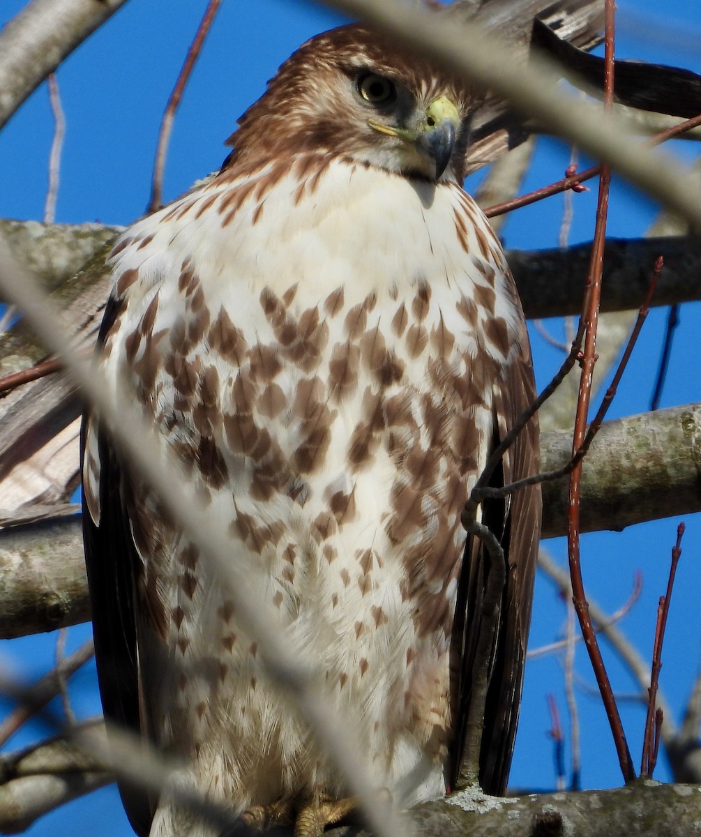 Red-tailed Hawk - ML615700060