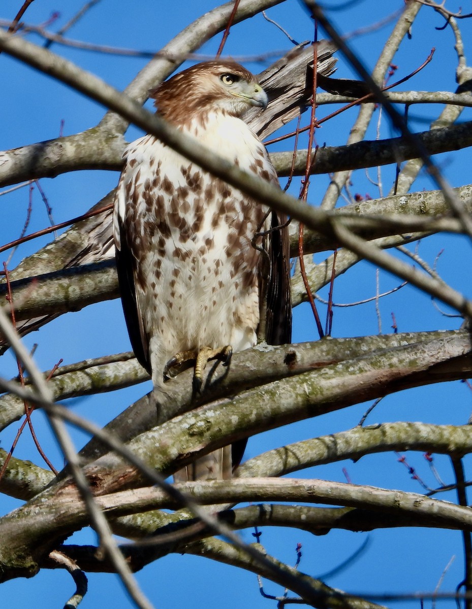 Red-tailed Hawk - ML615700061