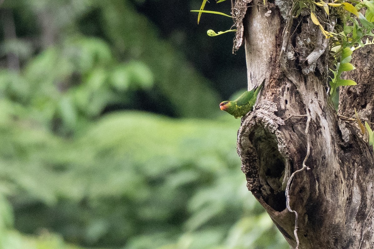 Mindanao Loriketi - ML615700075