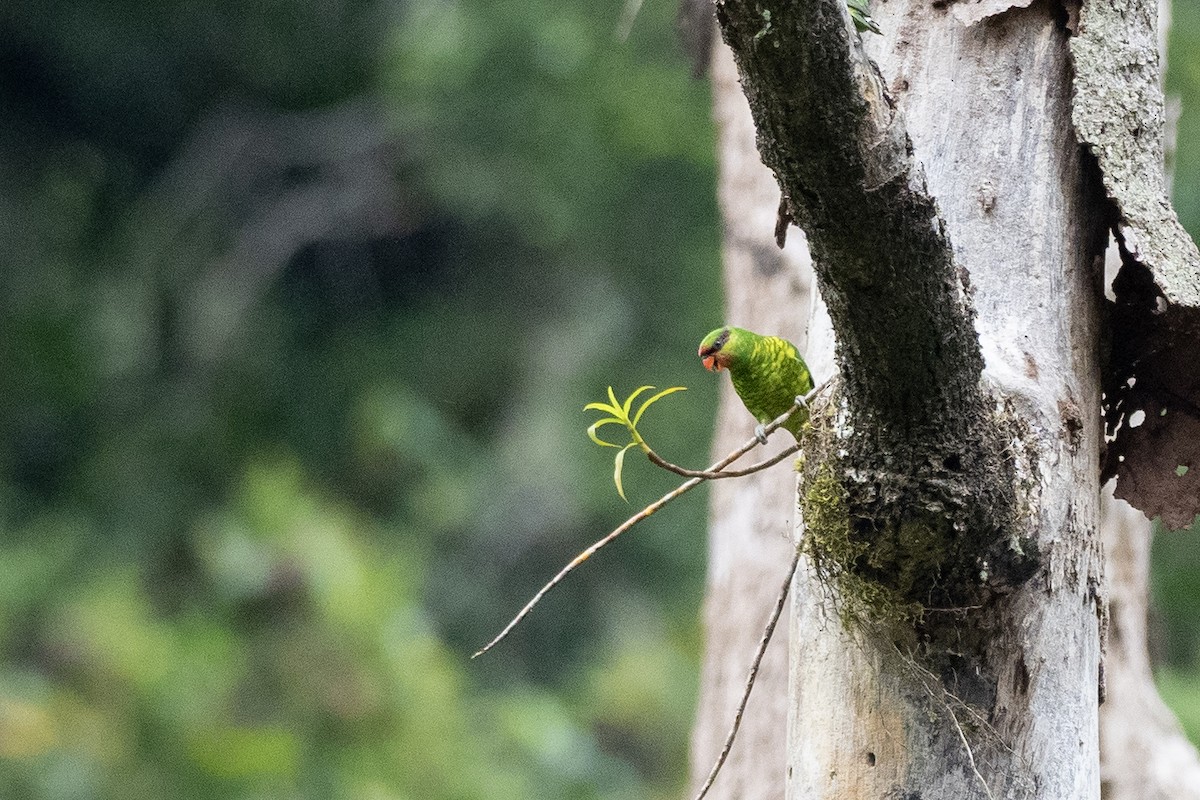 Mindanao Lorikeet - ML615700104