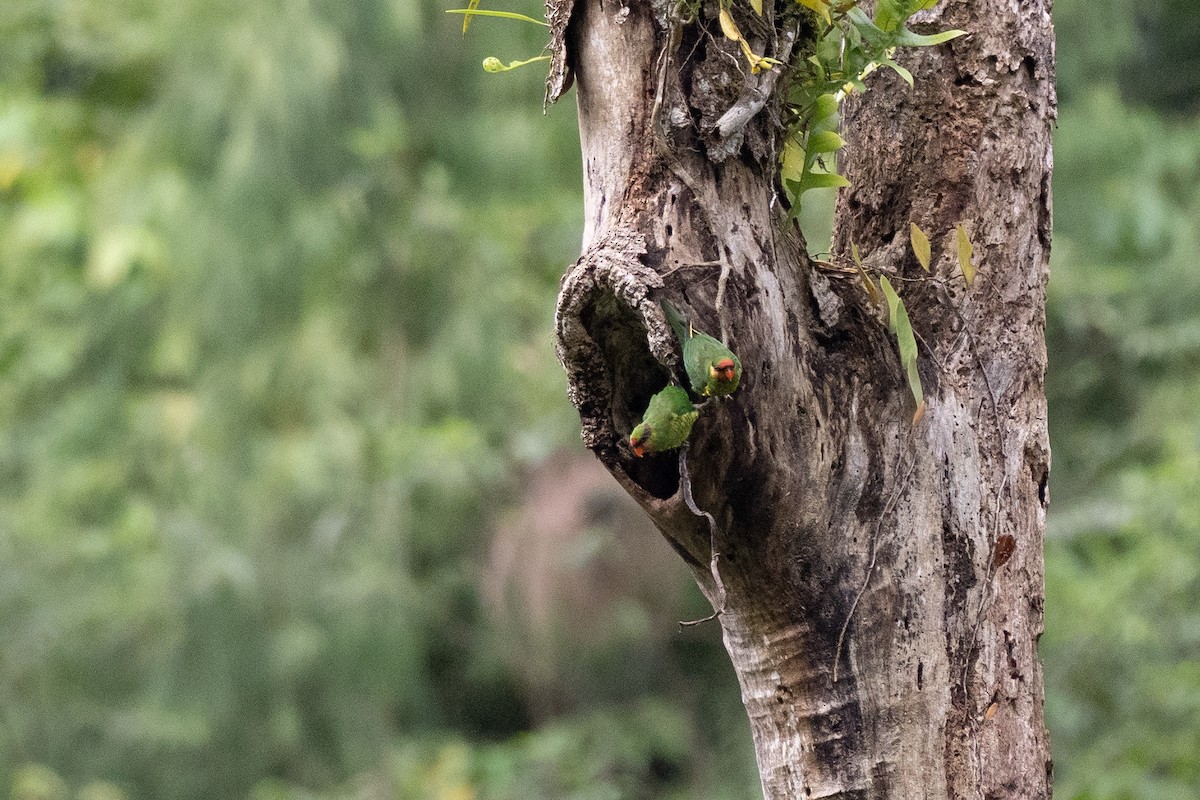 Mindanao Loriketi - ML615700109