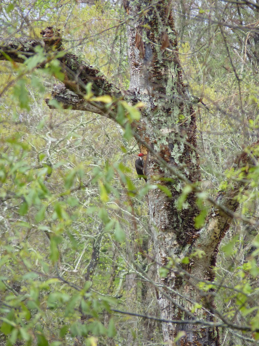 Pileated Woodpecker - ML615700186