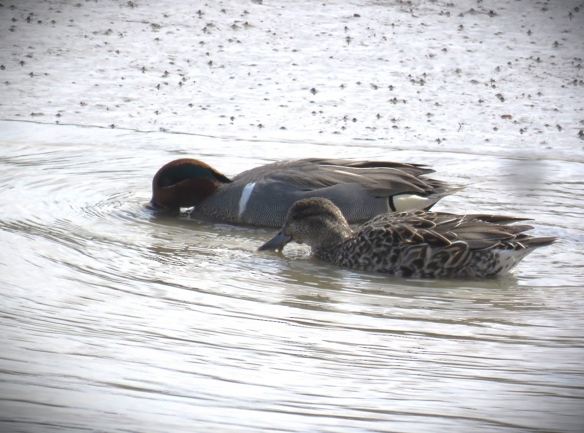 Green-winged Teal - ML615700189