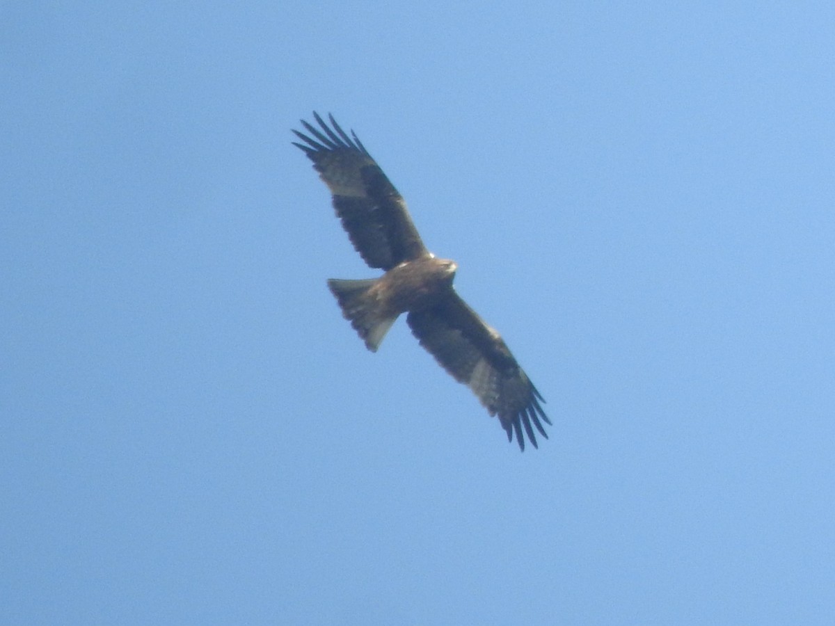 Booted Eagle - ML615700219