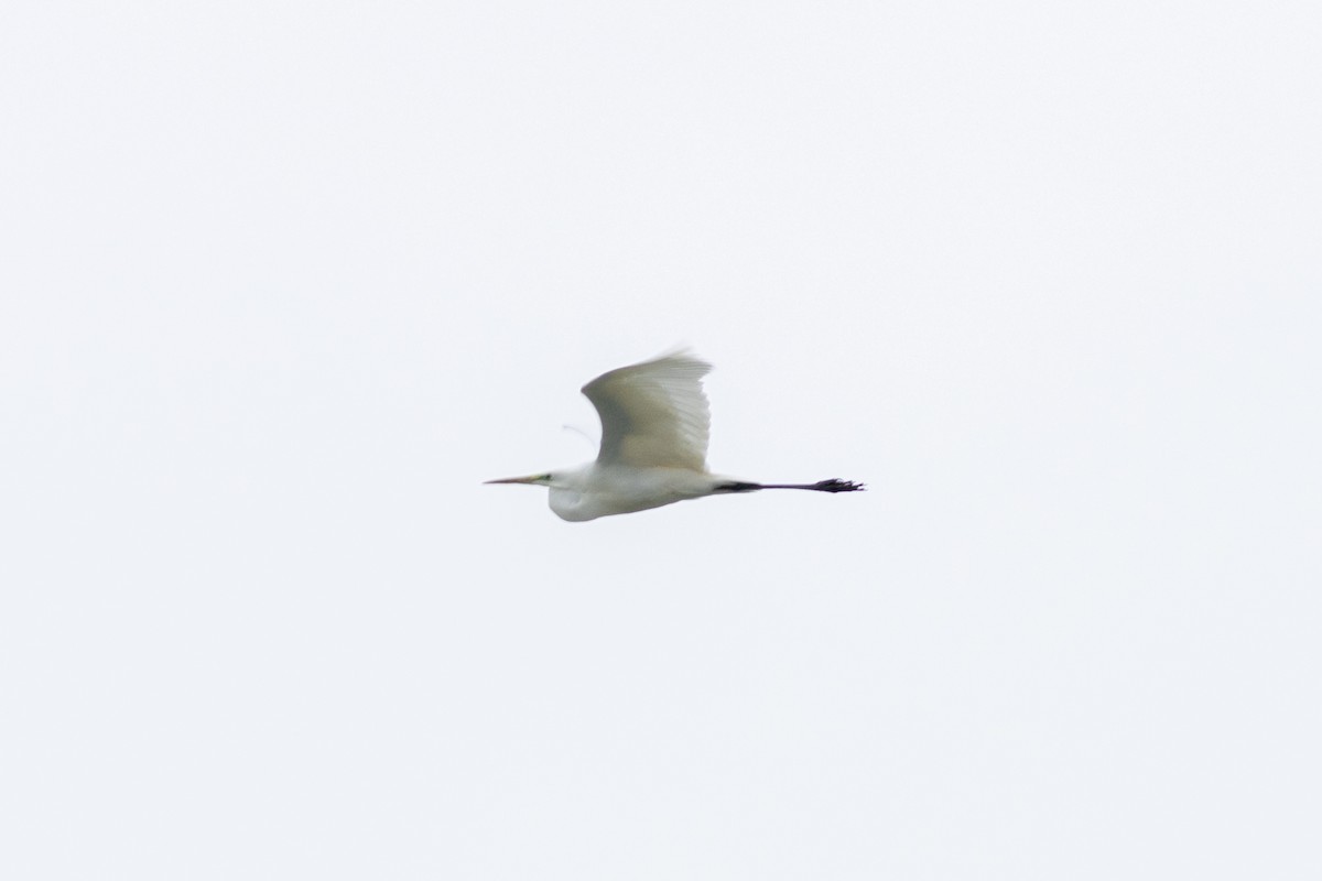 Great Egret - Radoslav Devedzhiev