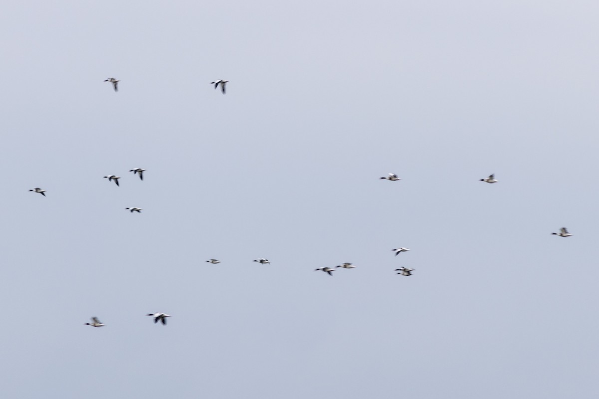 Common Shelduck - ML615700249