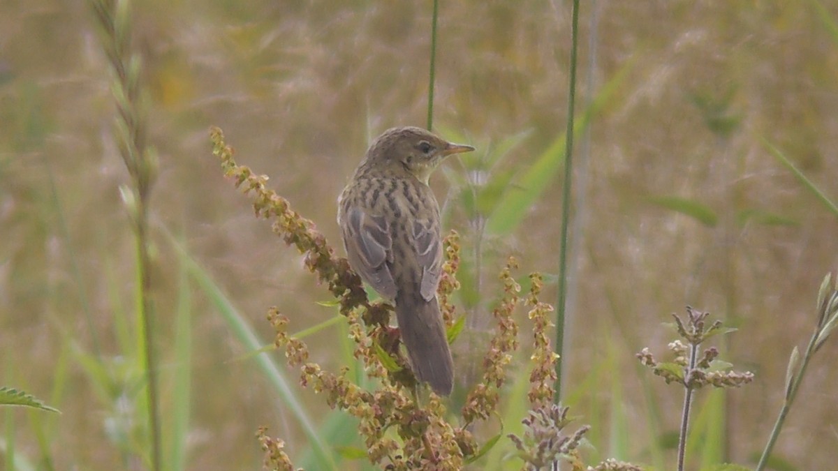 Common Grasshopper Warbler - ML615700264